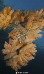Pipefish in tunicates on a rope by Martin Gombrii 